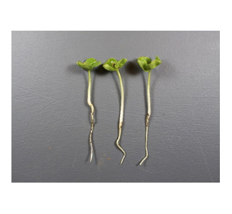 cotton seedlings not chilledjpg